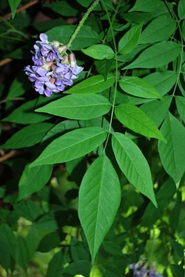 Wisteria frutescens - vistárie křovitá - list